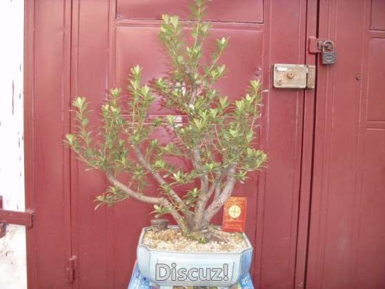 SDC13494.JPG