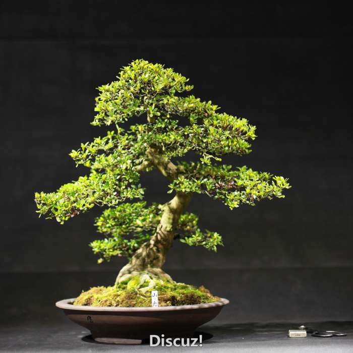 bonsai160116b - 7.jpg