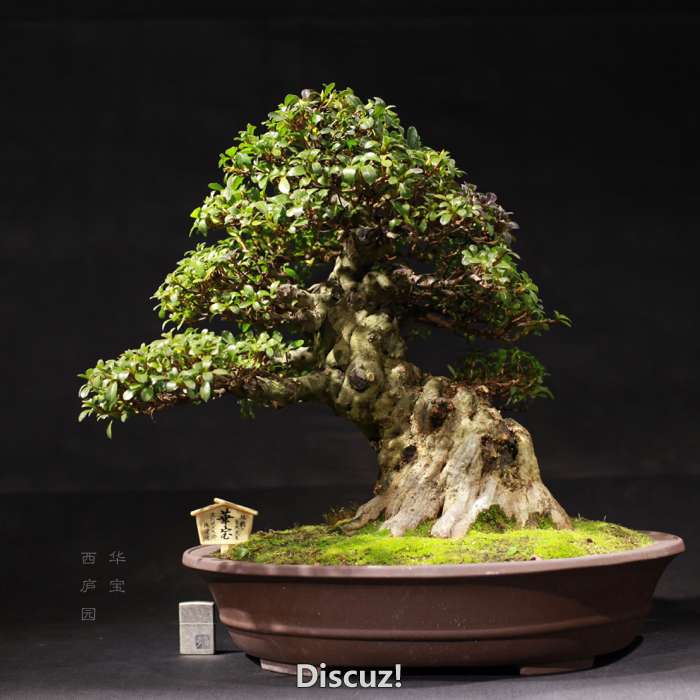 bonsai160116 - 1.jpg