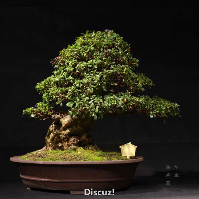 bonsai160116 - 4.jpg
