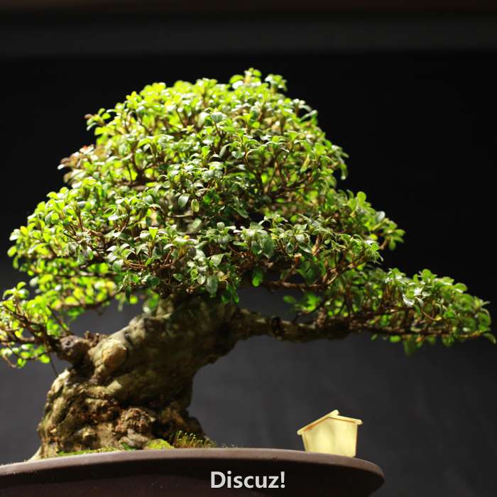bonsai160116 - 5.jpg