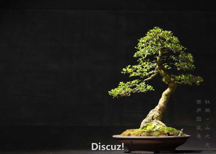 bonsai160116b - 10.jpg
