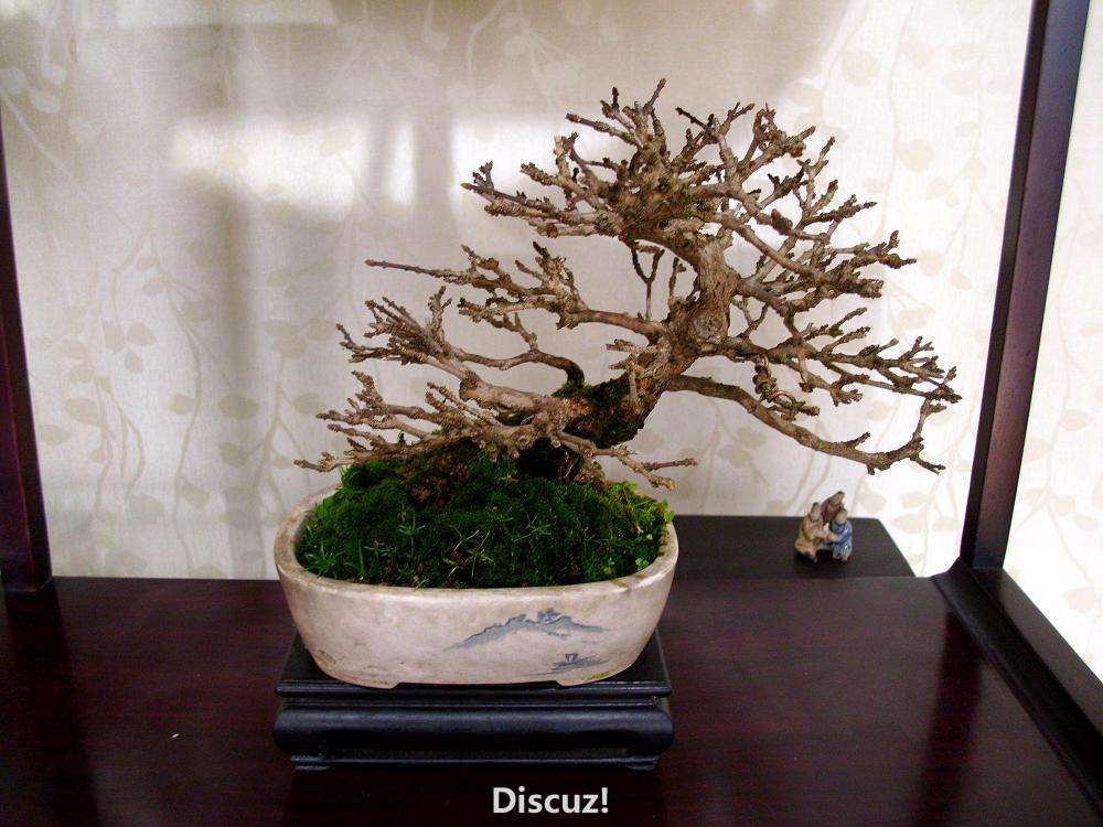 DSCI0508.JPG