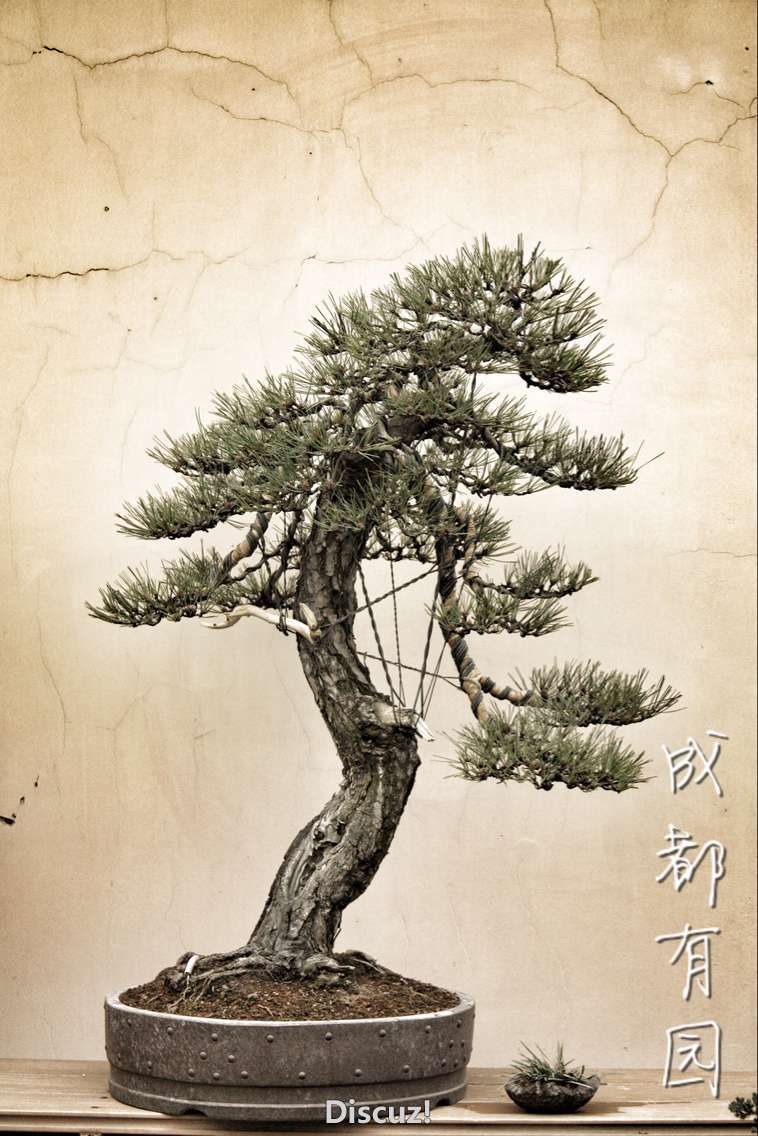 D40DC57A735D55D8634A2E62A32B7EBE.png