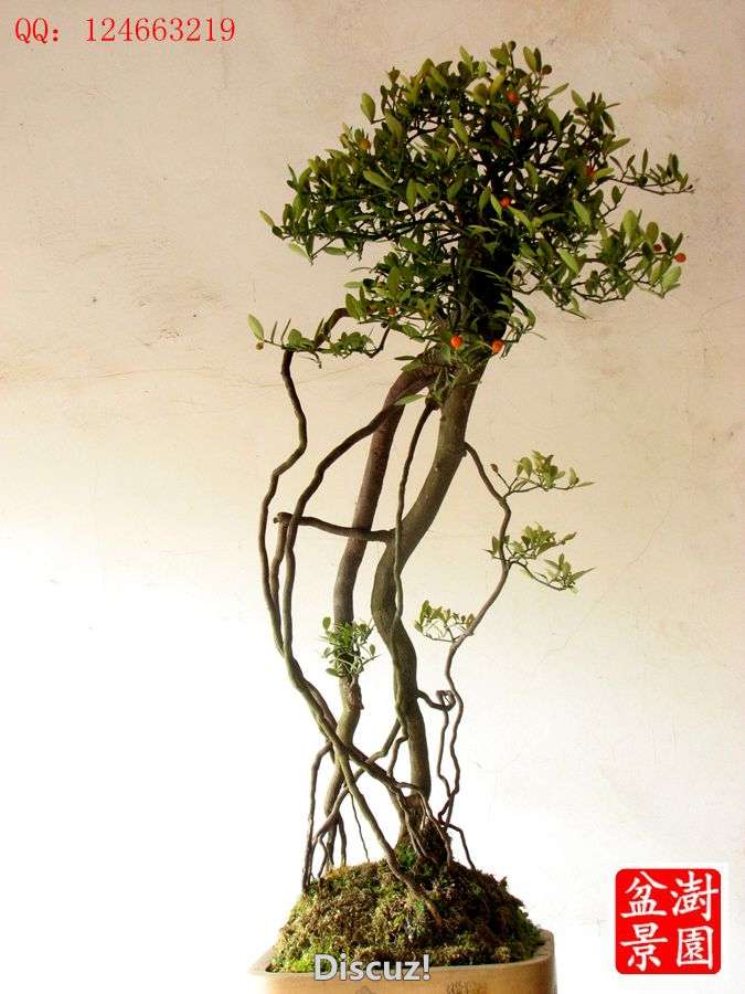 IMG_2419__.jpg