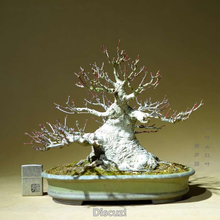 bonsai1600208b - 1.jpg