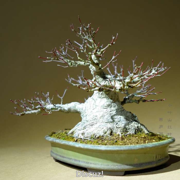 bonsai1600208b - 3.jpg