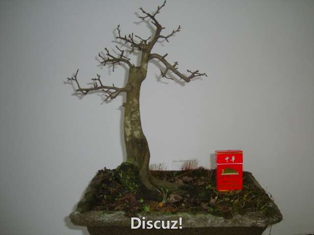 DSC06500.JPG
