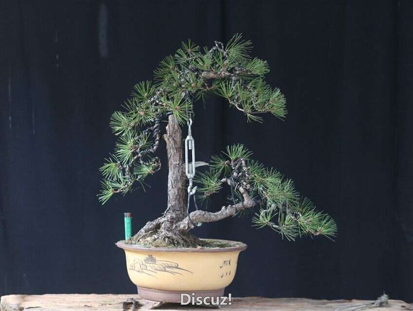 ˫˺2.jpg