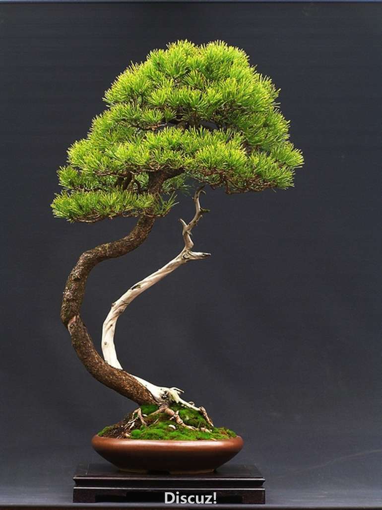 bowpine_conew1.jpg
