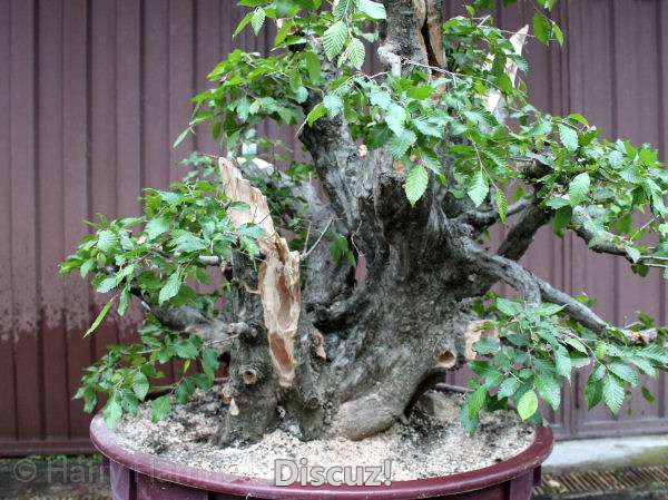 AT Oriental Hornbeam Bonsai Styling (44).jpg