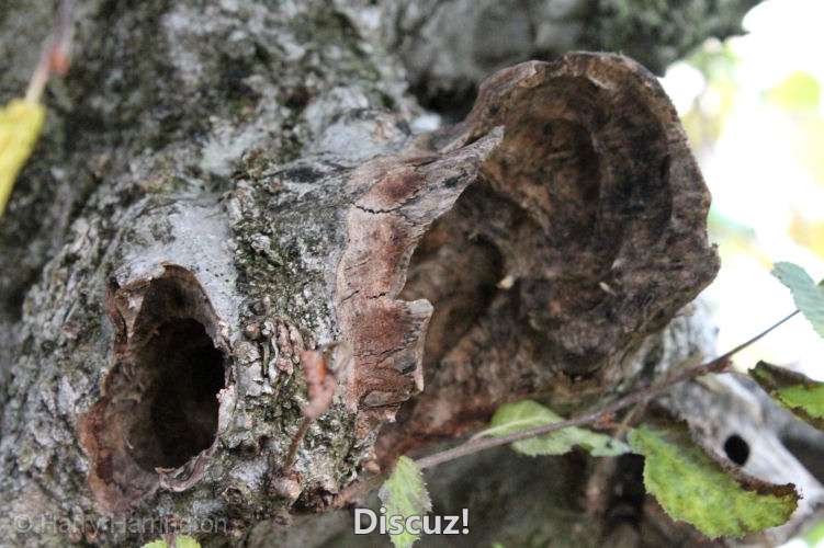 Massive hornbeam bonsai update (4).jpg
