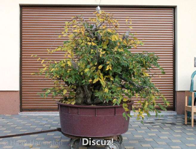 Massive hornbeam bonsai update (5).jpg