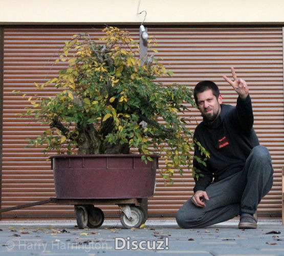 Massive hornbeam bonsai update (6).jpg