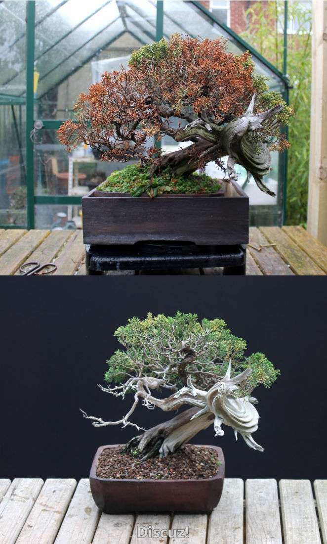 juniper bonsai.jpg