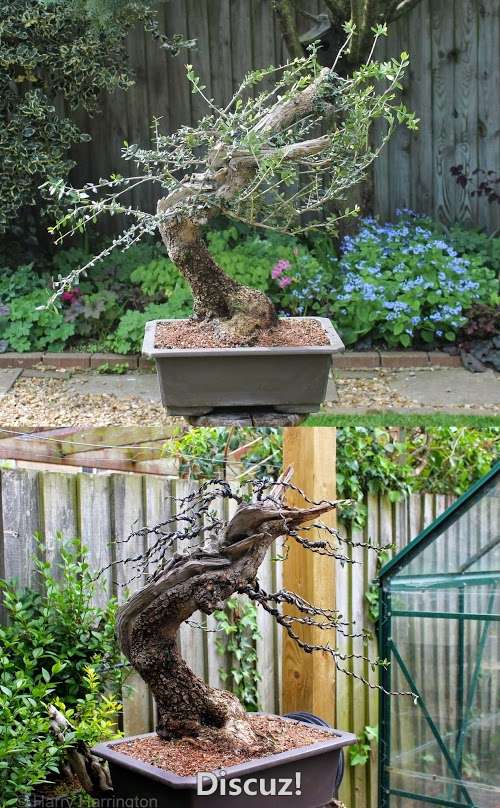 olive bonsai.jpg