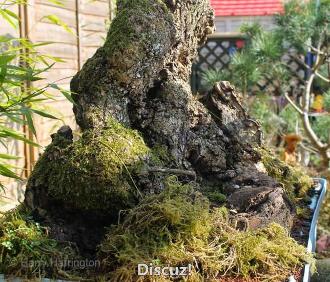 Spring Bonsai Images 2015 (8).jpg