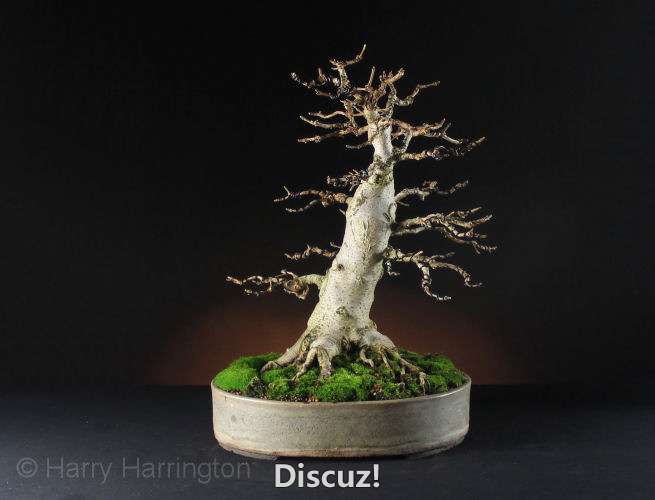 Field Maple bonsai nov 14.jpg