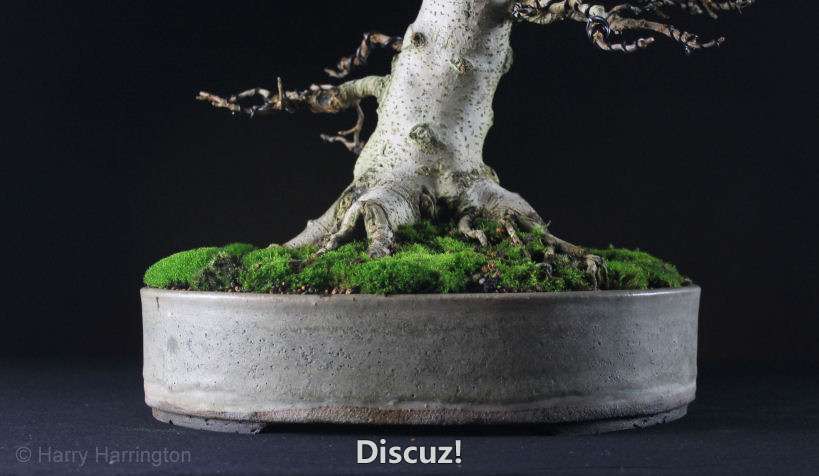 Field Maple bonsai roots (1).jpg