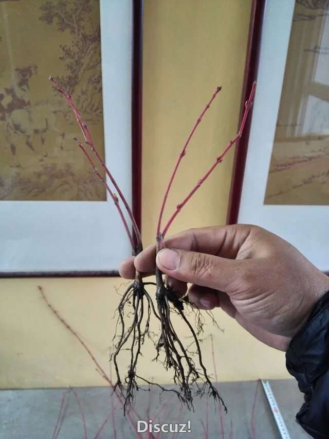 psb (9).jpg