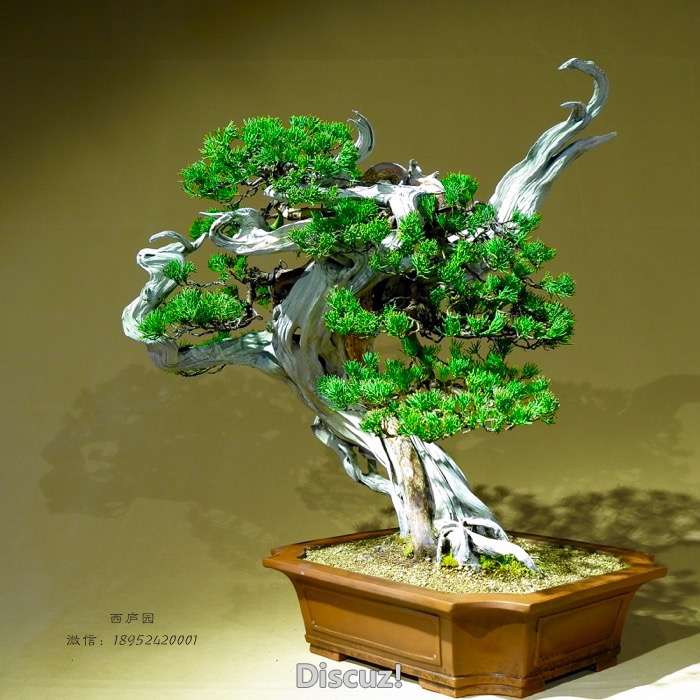 bonsai1600309c - 1.jpg