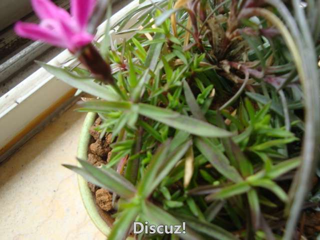 DSC02611.JPG