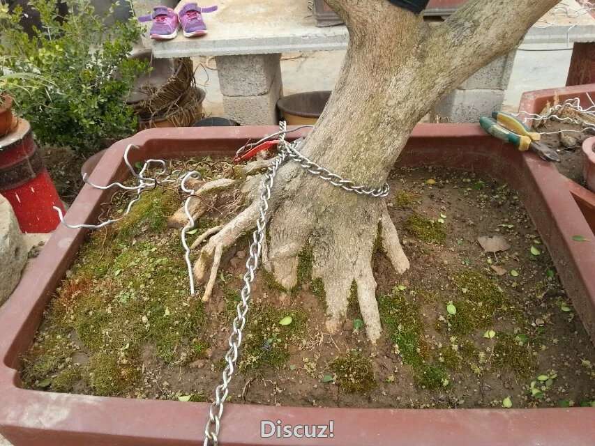 psbcv.jpg