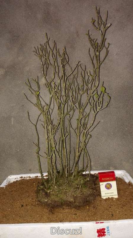 IMG_20160329_181129.jpg