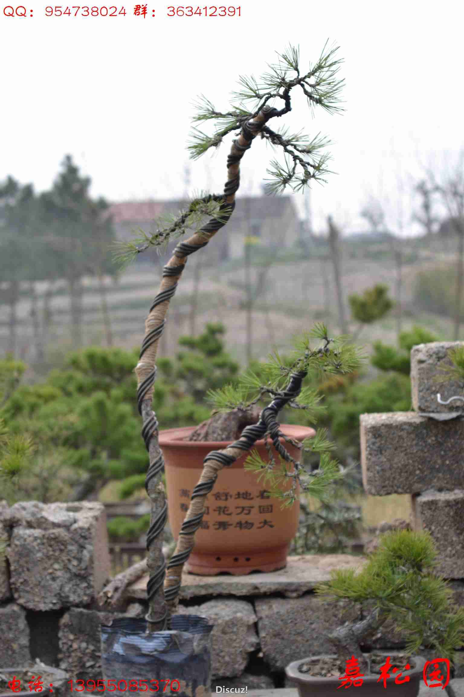 СƷ 093.JPG
