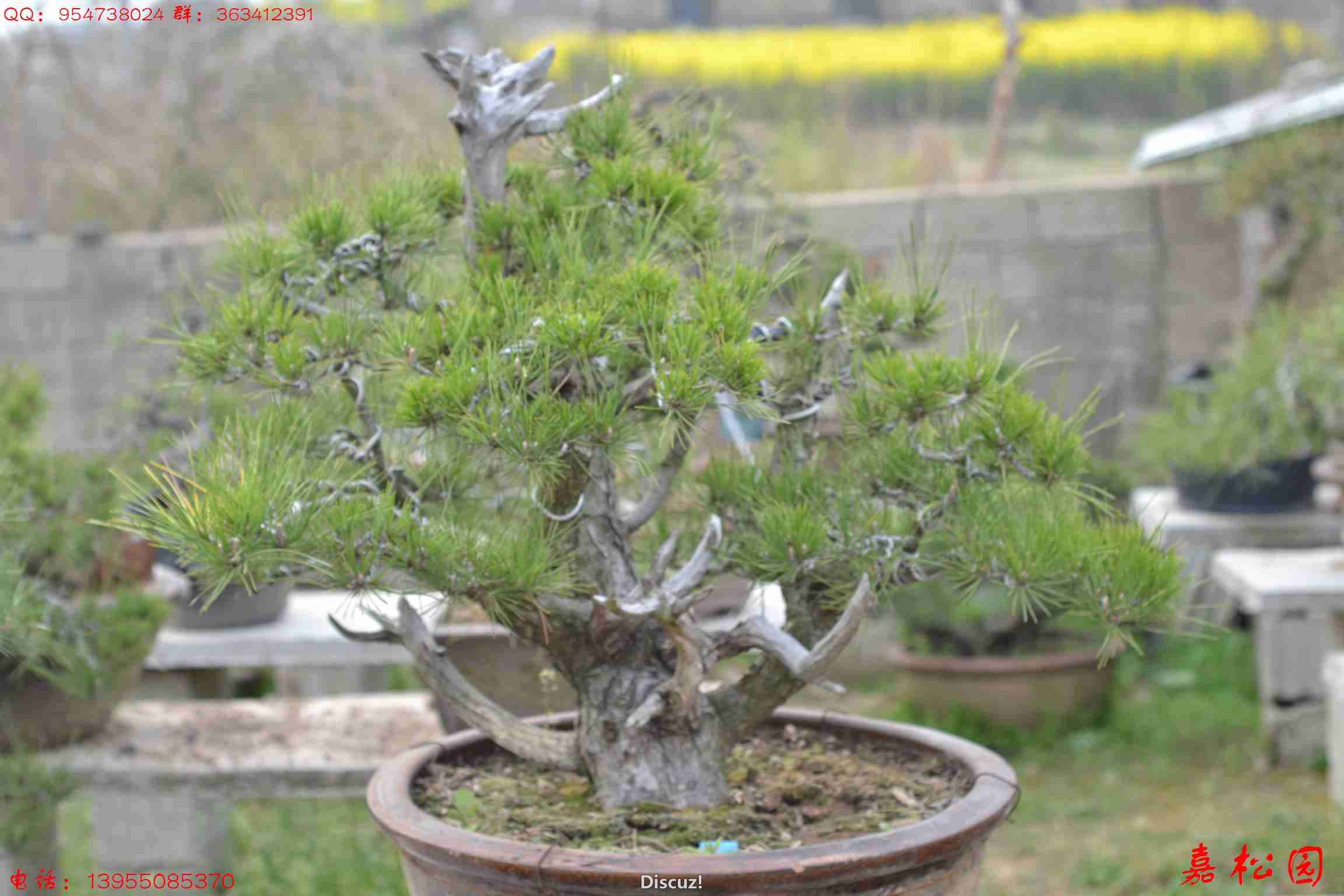 СƷ 095.JPG