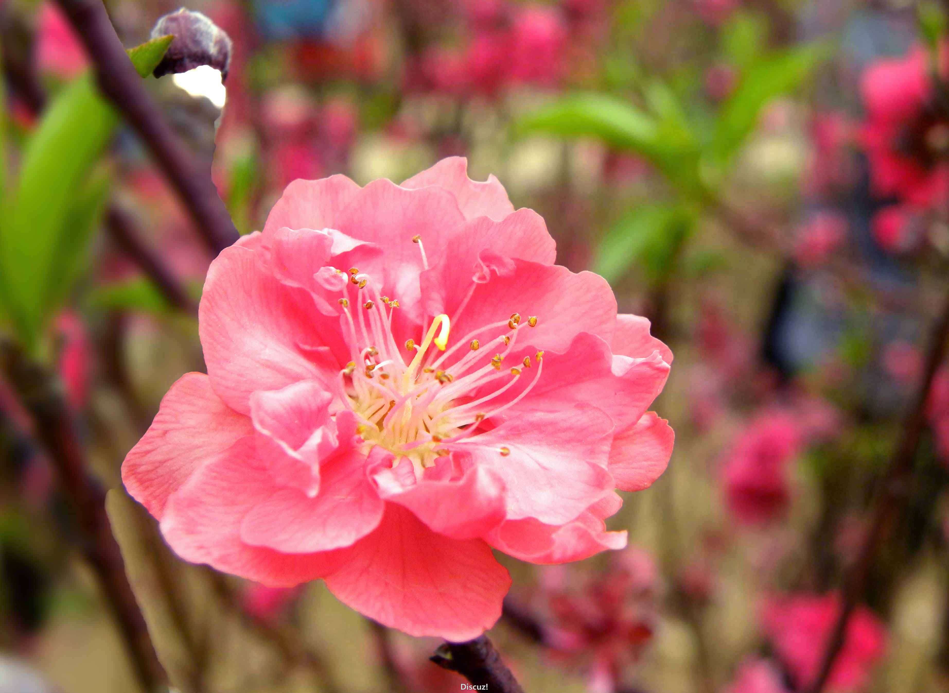 DSCN6060.jpg