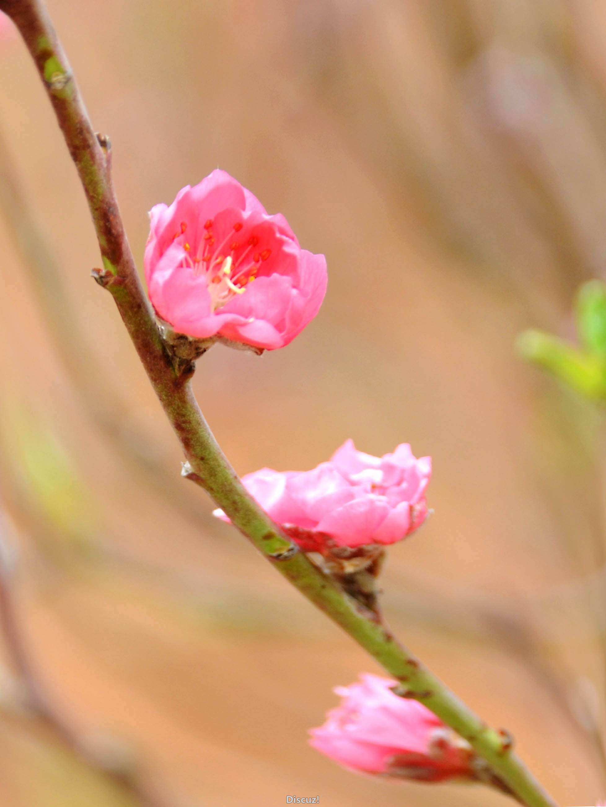 DSC_1171.JPG