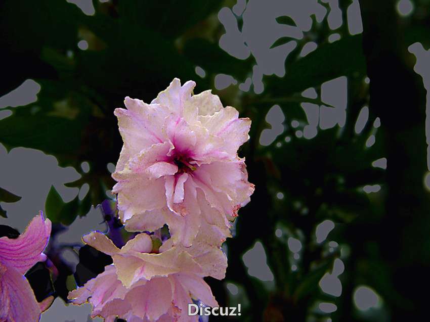 PICT2471.jpg