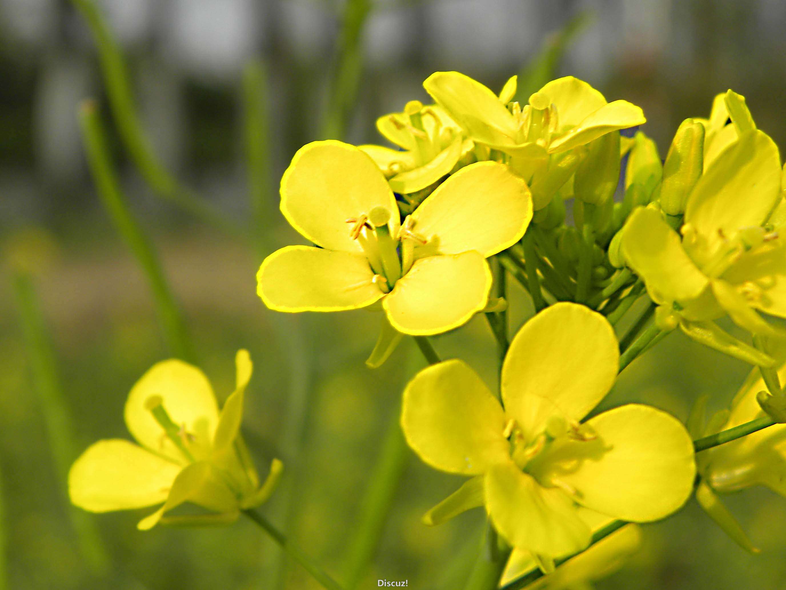 DSCN8506.jpg