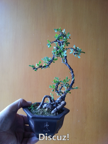 20160329_110104.jpg