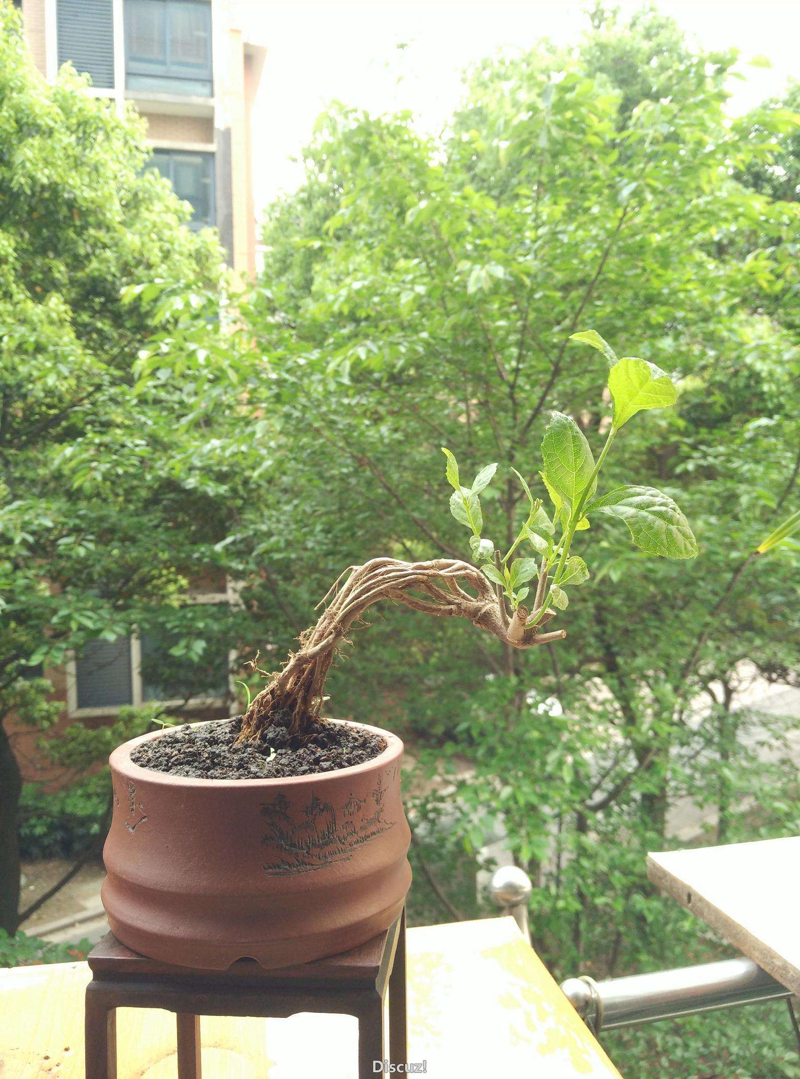 IMG_20160412_170525.jpg