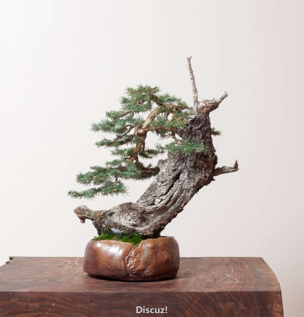 conew_cbspruce3.jpg