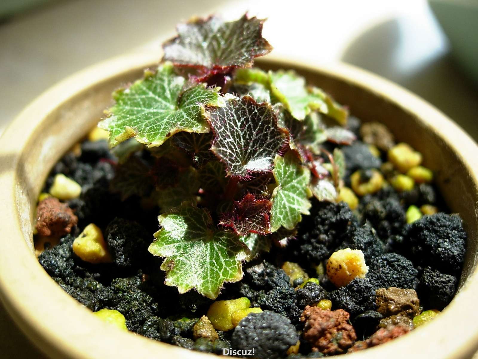 DSCN9980_conew1.jpg