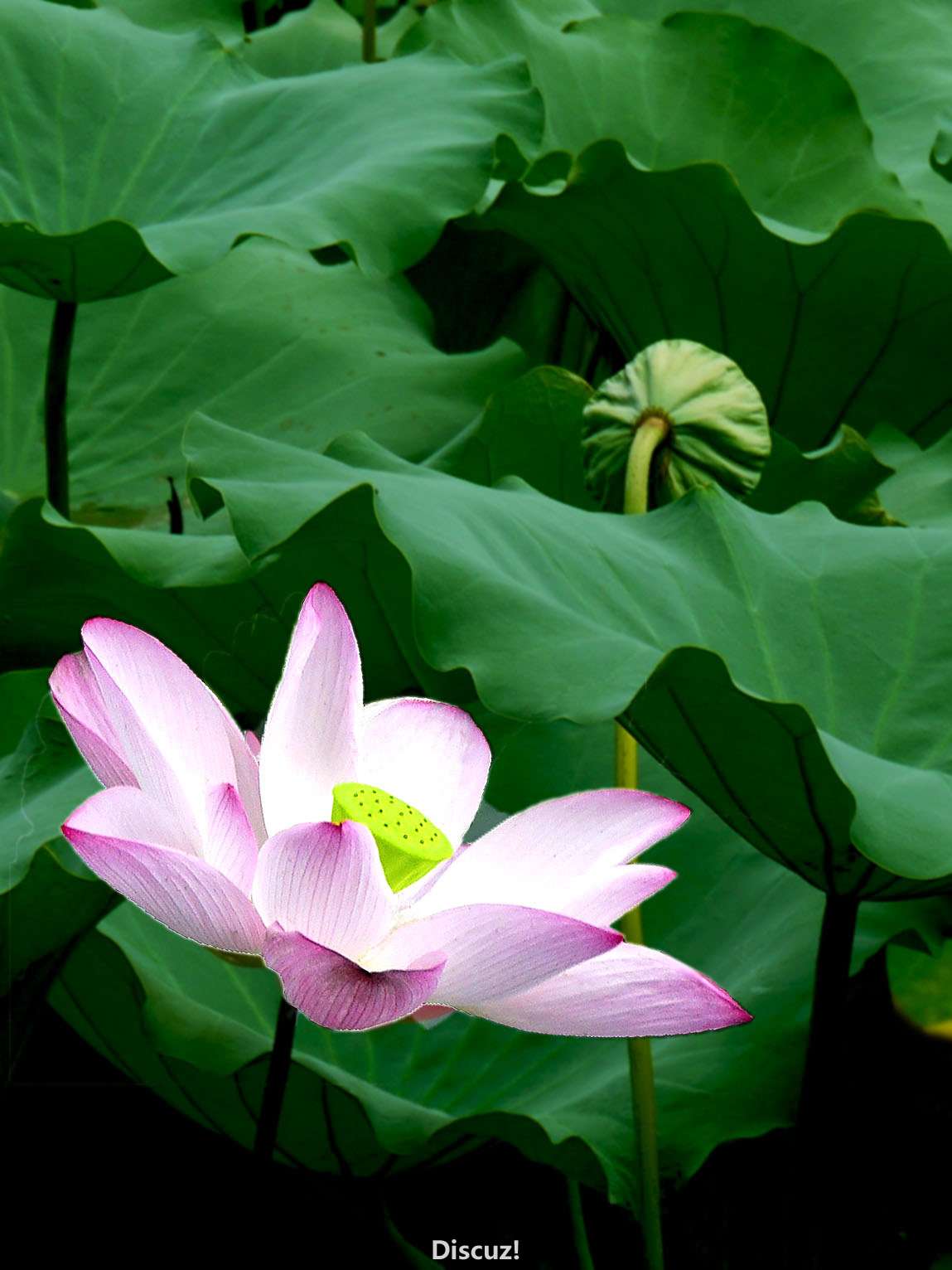 P1050226.jpg