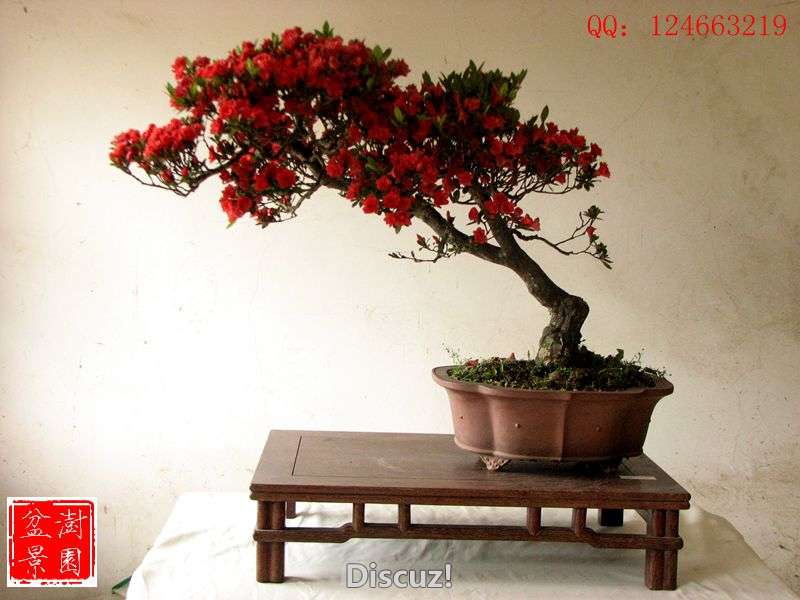 IMG_2594__.jpg