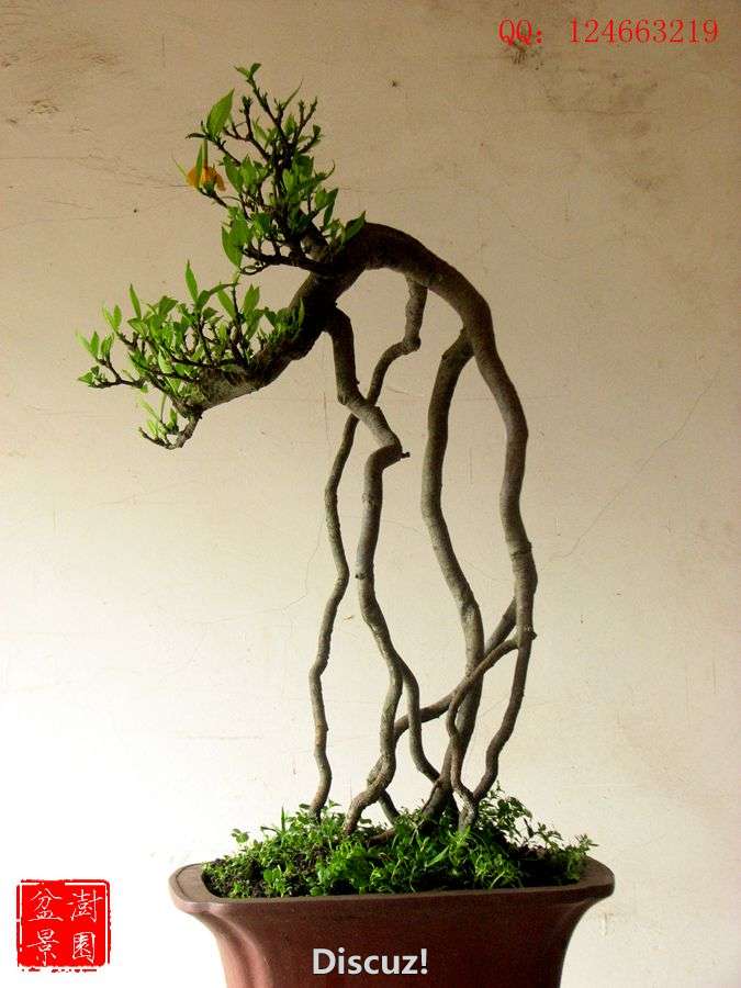 IMG_2642__.jpg