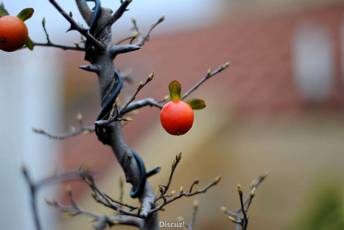 DSC_2924.JPG