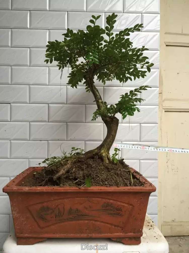 psb (10).jpg
