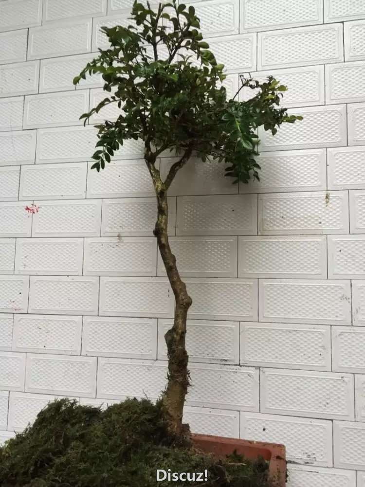 psb (36).jpg