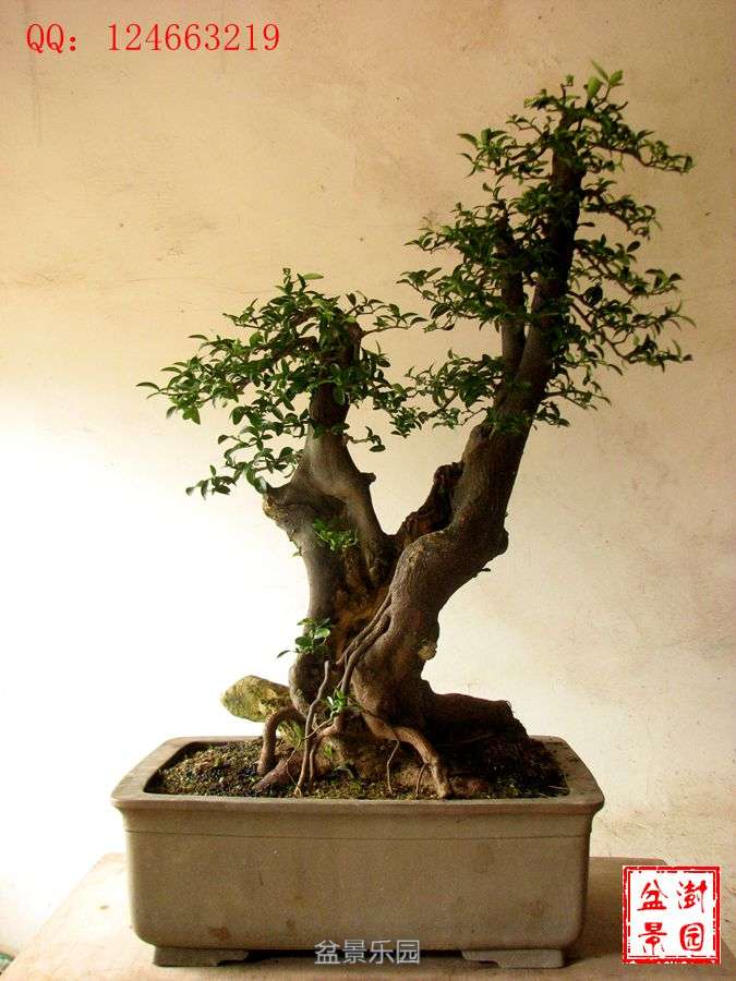 IMG_2718___.jpg