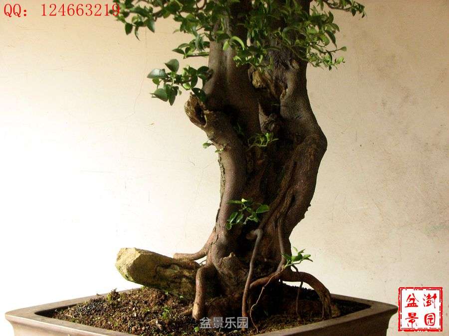 IMG_2720___.jpg