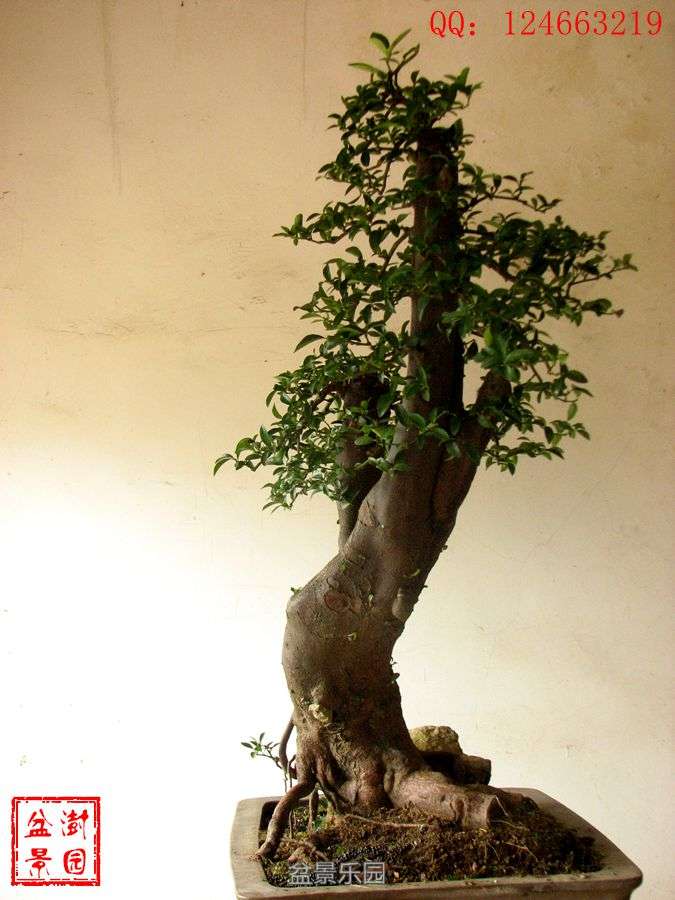 IMG_2723___.jpg