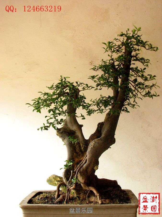IMG_2724___.jpg