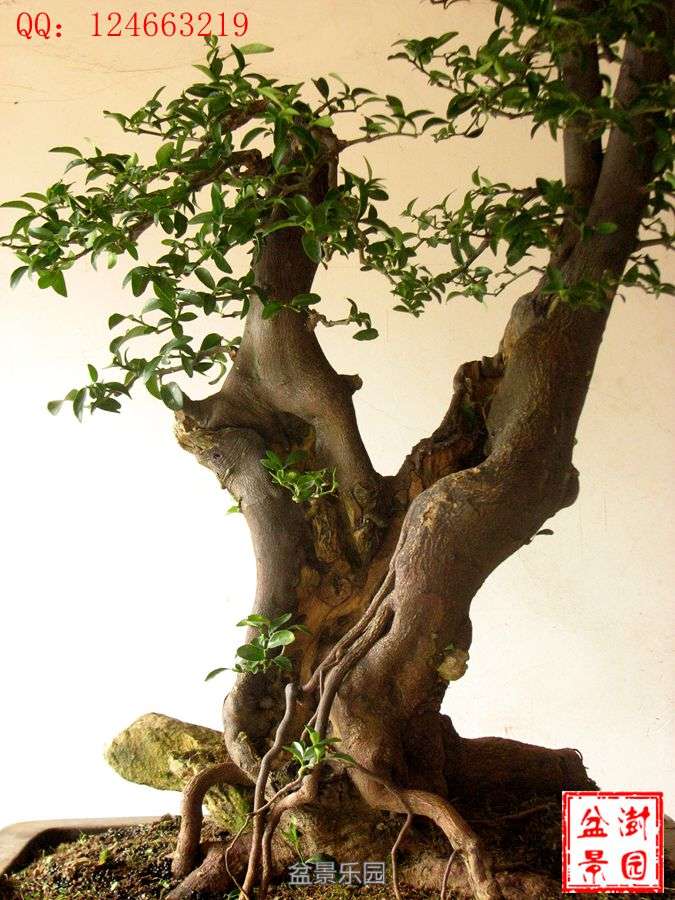 IMG_2725___.jpg