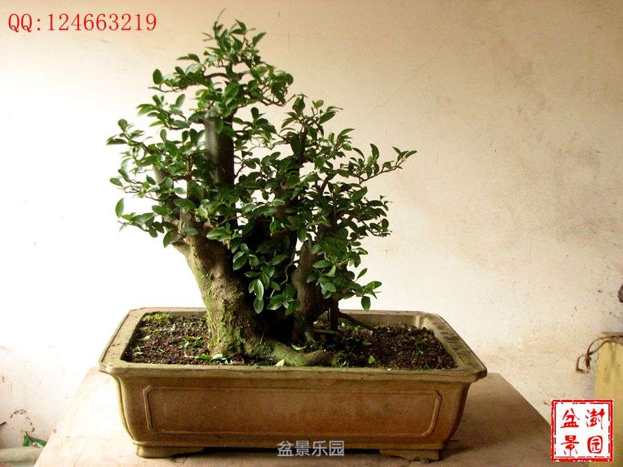 IMG_2727___.jpg